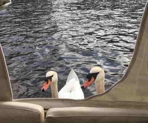 coffeeshop-boat-tour-white-swan